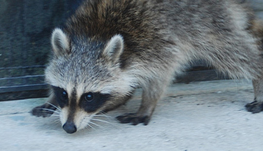 Raccoon Removal in Porter