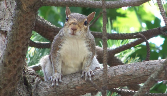 Squirrel Removal in Porter